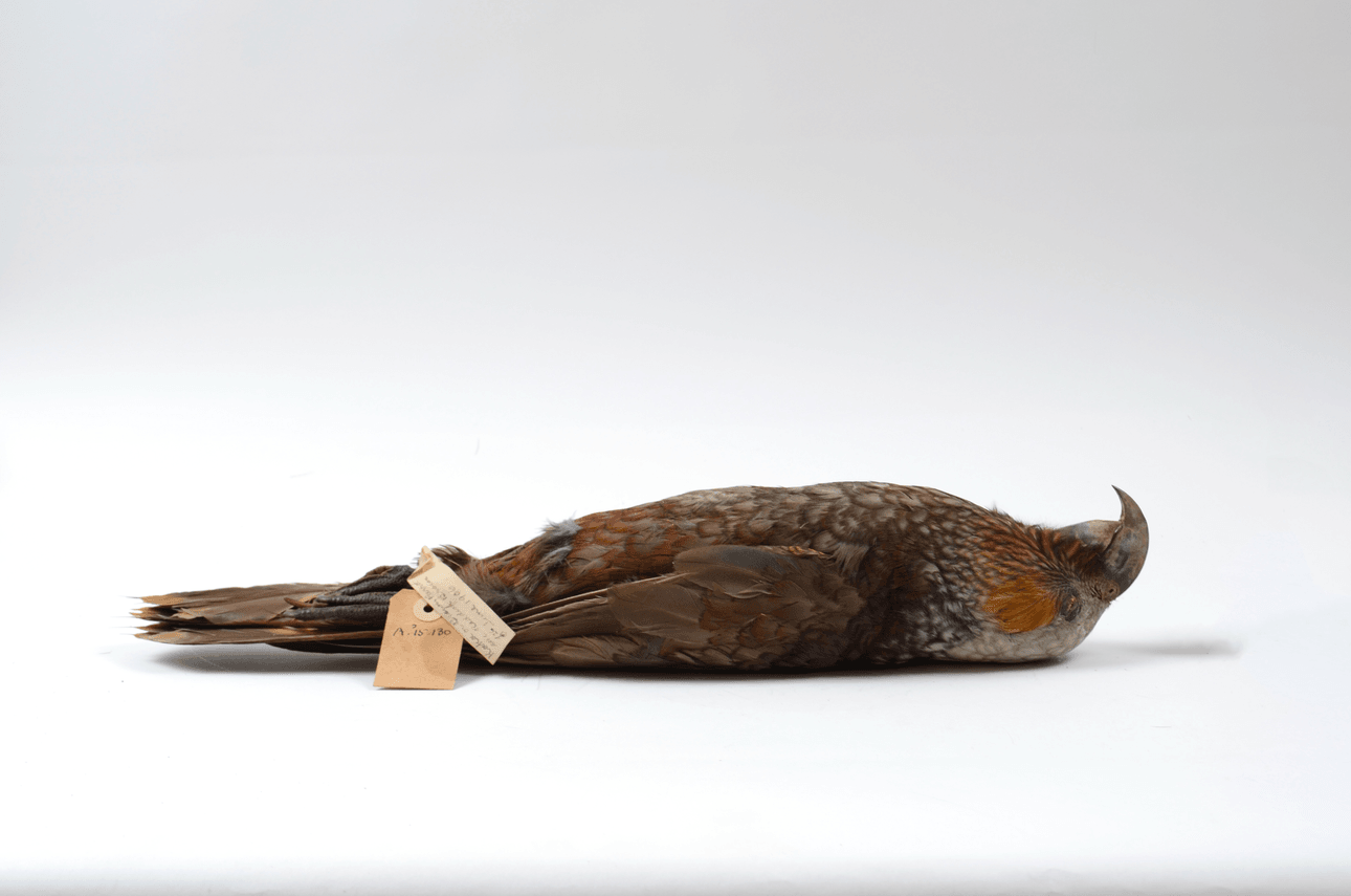 One of William Smyth’s Kaka (copyright Otago museum). 
