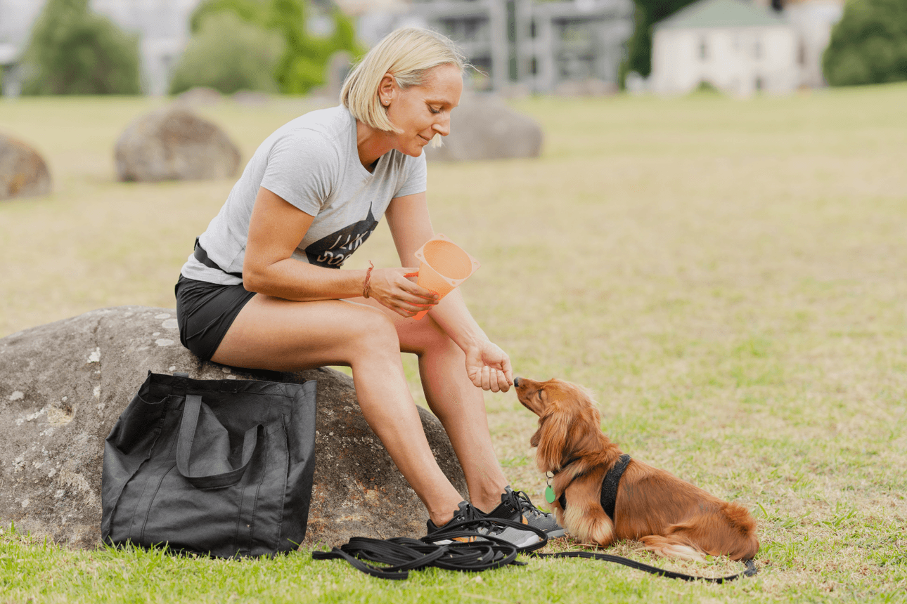 How to harness a dog’s super power (and start a new career)