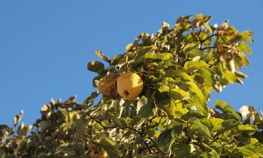 The Dann family quince tree (Photo: James Dann) 
