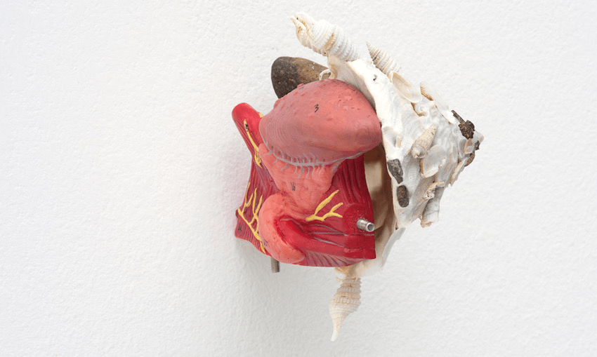 Zac Langdon-Pole, Cleave Study (ii), 2019, anatomical human tongue cross-section, Xenophora shell.  
