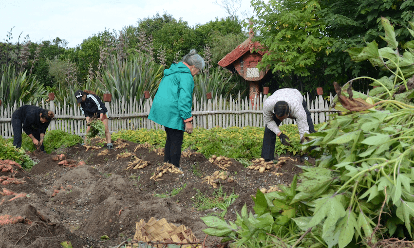 (Image: Te Parapara gardens) 
