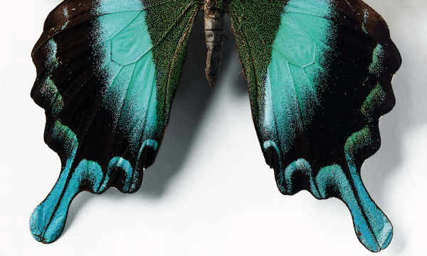 Hindwings of a peacock swallowtail butterfly, Papilio blumei, collected from the Bantimurung area of Suluwesi. The magnificent blue-green colouring is the result of light interacting with nano-scale structures on the wings rather than pigments (Photo: Jane Ussher)  
