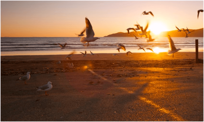 Seagulls at Raumati Beach, Kāpiti (Photo: Joao Inacio via Getty) 
