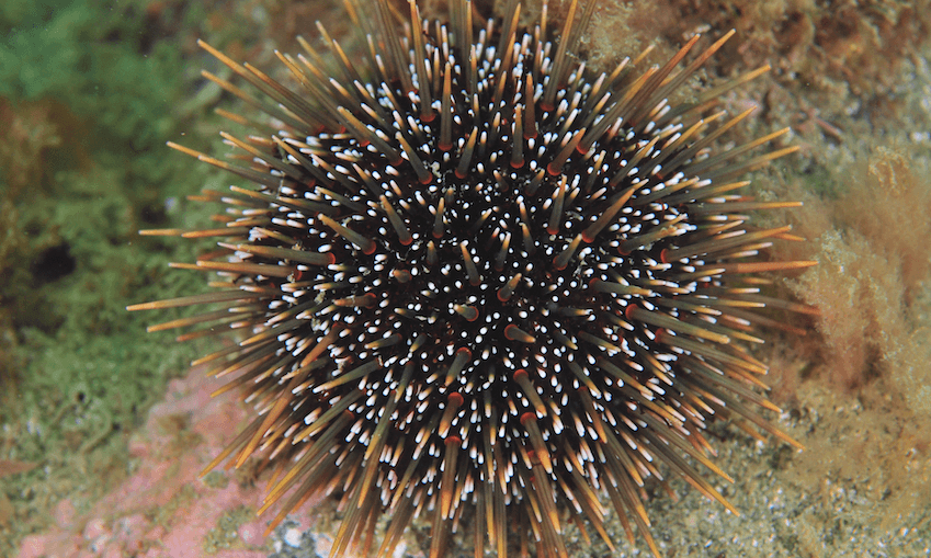 Kina are fat and juicy in Whiringa-ā-rangi. (Image: Getty) 
