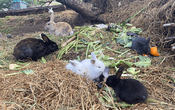 These ain’t no wild bunnies (Photo: Alice Webb-Liddall) 
