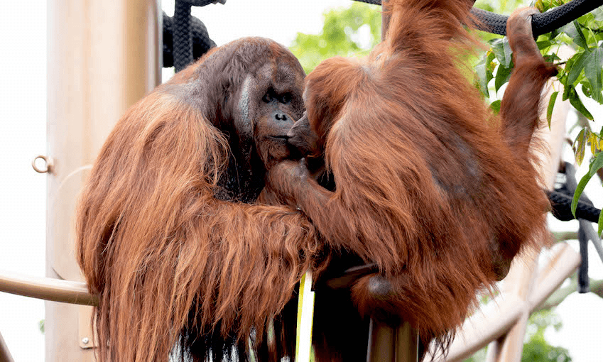 Charlie and Melur share a kiss (Image: Auckland Zoo) 
