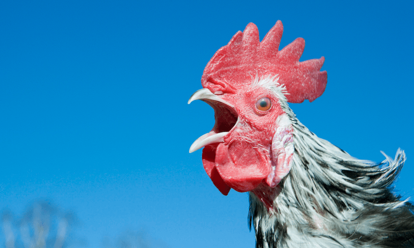 A rooster crowing against a blue sky